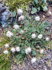 Erigeron pinnatisectus