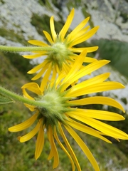 Doronicum austriacum