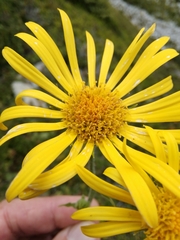 Doronicum austriacum