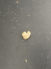 Apterona helicoidella