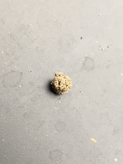 Apterona helicoidella