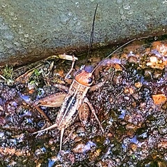 Allonemobius tinnulus