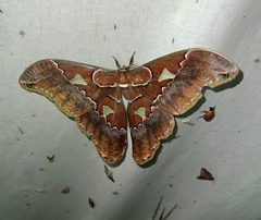 Rothschildia triloba