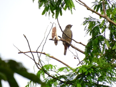 Cotinga maynana
