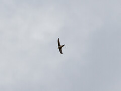 Aeronautes andecolus