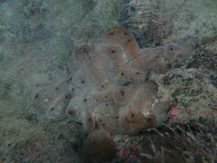Chondrilla caribensis
