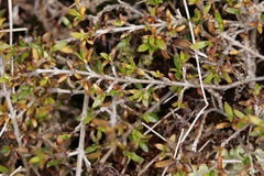 Coprosma ciliata