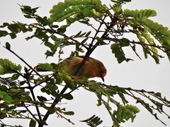 Metopothrix aurantiaca