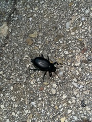 Blaps lusitanica