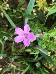 Erodium cicutarium