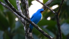 Cotinga maynana