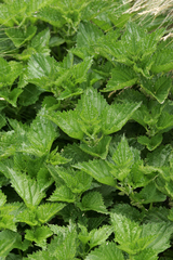 Urtica australis