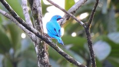Cotinga maynana