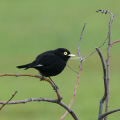 Hymenops perspicillatus
