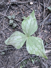 Trillium ovatum