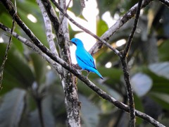 Cotinga maynana