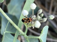 Tropidothorax sternalis