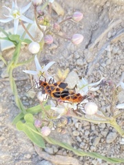 Tropidothorax sternalis