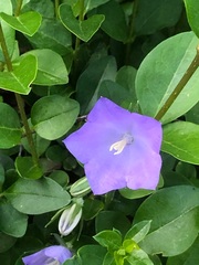 Campanula carpatica