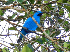 Cotinga maynana