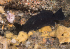 Epinephelus daemelii