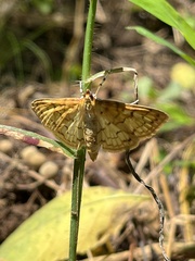 Polygrammodes flavidalis
