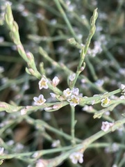 Polygonum equisetiforme