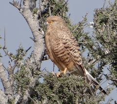 Falco rupicoloides