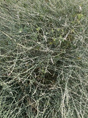 Polygonum equisetiforme