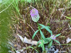 Polygala cruciata