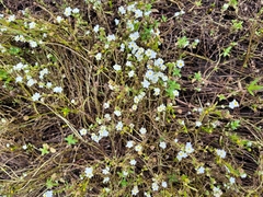 Plagiobothrys figuratus