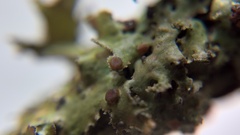 Tremella cetrariicola