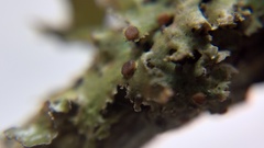 Tremella cetrariicola