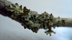 Tremella cetrariicola
