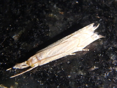 Metacrambus carectellus