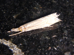 Metacrambus carectellus