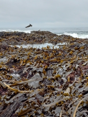 Laminaria sinclairii