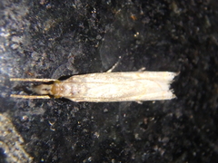 Metacrambus carectellus