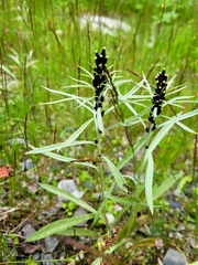 Omalotheca norvegica