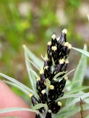 Omalotheca norvegica