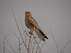 Falco rupicoloides
