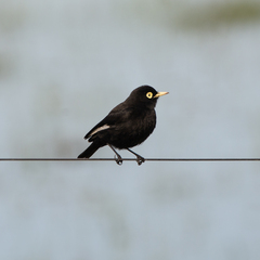 Hymenops perspicillatus