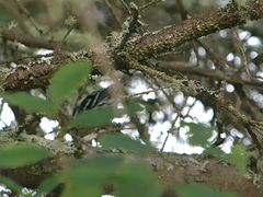 Mniotilta varia image