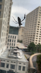 Acanthocephala declivis