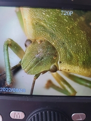 Chlorochroa granulosa