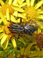 Sarcophaga carnaria