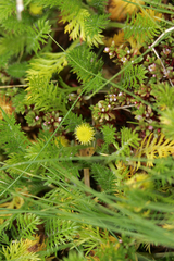Leptinella plumosa