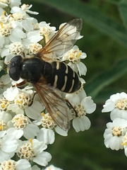 Sericomyia