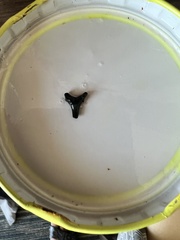 Lamniformes