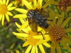 Sarcophaga carnaria